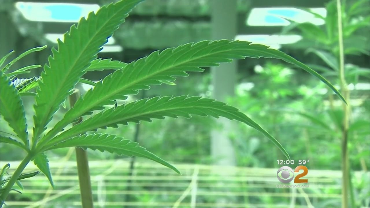 NJ To Consider Legalizing Marijuana