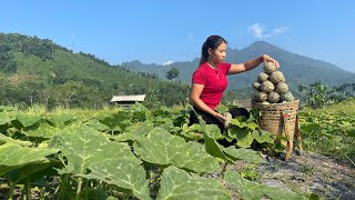 Harvest pumpkins and bring them to the market to sell - Trieu Lily
