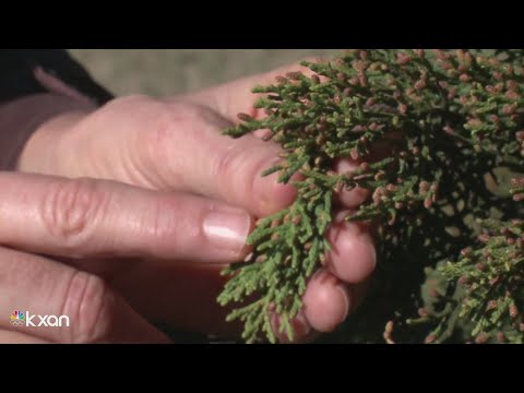 Wideo: Czy drzewa cedrowe pochodzą z Teksasu?