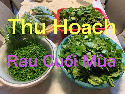 Video: Rau Diếp: Hữu ích Và đặc Tính Y Học