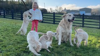 Adorable Baby Girl Plays With Golden Retriever Puppies! (Cutest Ever!!) by Life with Malamutes 184,220 views 4 days ago 6 minutes, 56 seconds