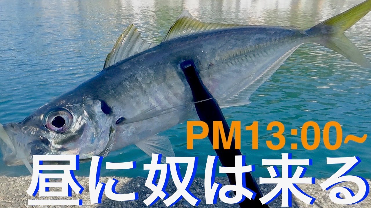 アジング 昼に大アジ出現 狙え尺アジ 大きなアジの釣り方 Youtube