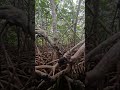 The Mangroves