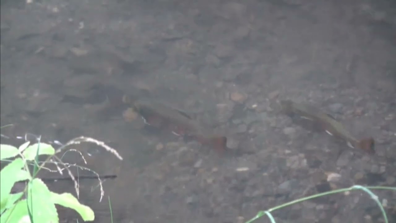 2026 Bighill Creek Spawning Video