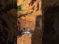 planting young sweet potato vine slips into the loose brown soil mound by hand agricultural farm