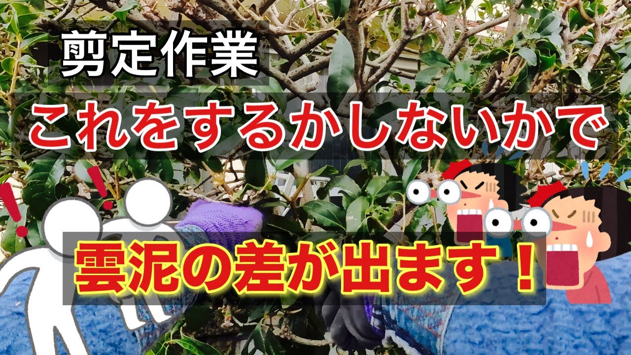 【庭木剪定】これをすればあなたも剪定上級者！