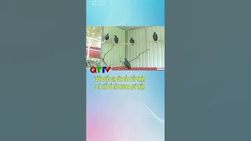 Vườn Quốc gia Côn Đảo tiếp nhận 5 cá thể bồ câu Nicoba quý hiếm| QTTV #shorts