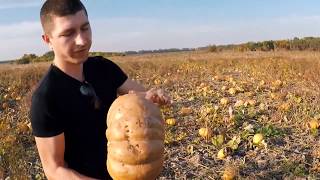 Самая сладкая Тыква Мускат Де Прованс. Германия