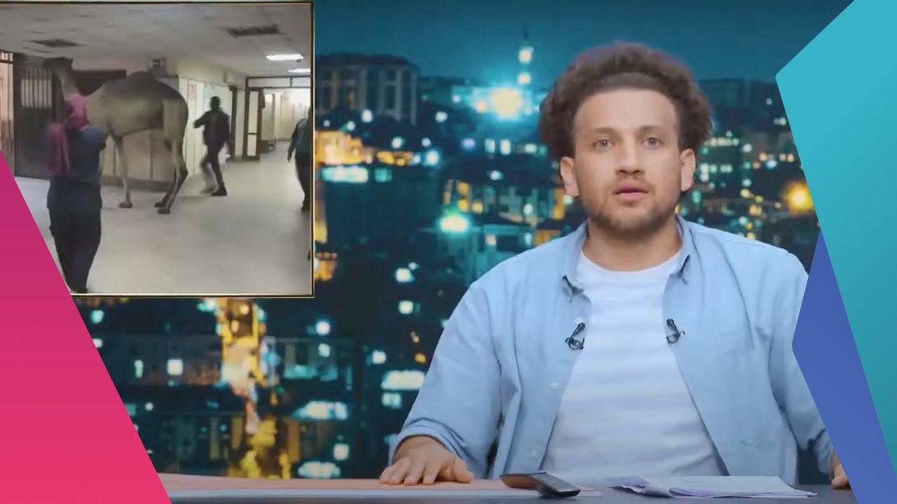 عجائب مصر السبع.. هروب الجمل لمستشفى أوسيم بالجيزة | جو شو