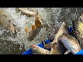 Запуск карпа 1700кг.В КРХ ДОБРЫЙ КЛЕВ ЮСУПОВО