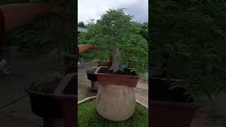 bonsai มะขาม สวนบอนไซ