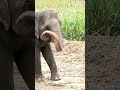 Animais: elefante Vídeo40  #shorts