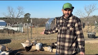 Conflicting info!  When will the geese lay their eggs? by Living Traditions Homestead 54,509 views 2 months ago 30 minutes