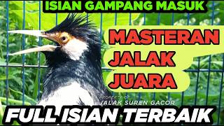 Burung Jalak Suren Jantan Gacor Memanggil Betina Full Isian Suara Unik Mewah