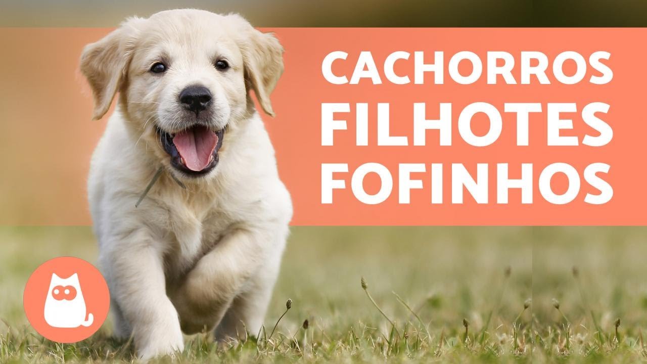 Filhotes de cachorros fofos e engraçados🤣😍😂, By Natureza Animal