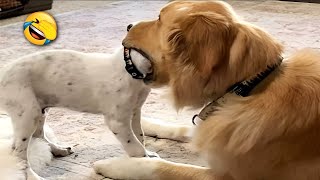 New Funniest Dogs and Cat A Lot of Laughter All Day # | Pets Tv