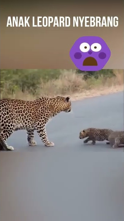 Lucu, Anak LEOPARD nyebrang