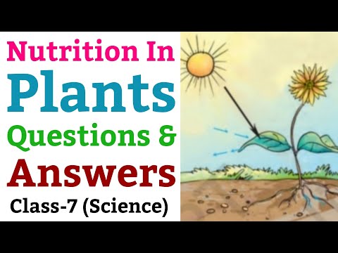 Transportation In Animals And Plants, | Questions And Answers, Science For  Class 7 (NCERT) | - YouTube