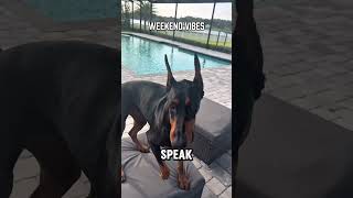 Weekend vibes with 2 dobies #doberman #dogs