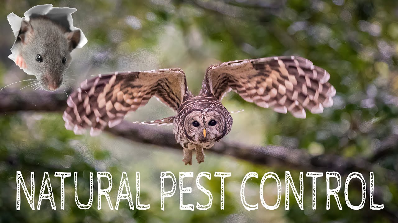 Controlling Pests Naturally with Birds of Prey...Triple Strand Ranch