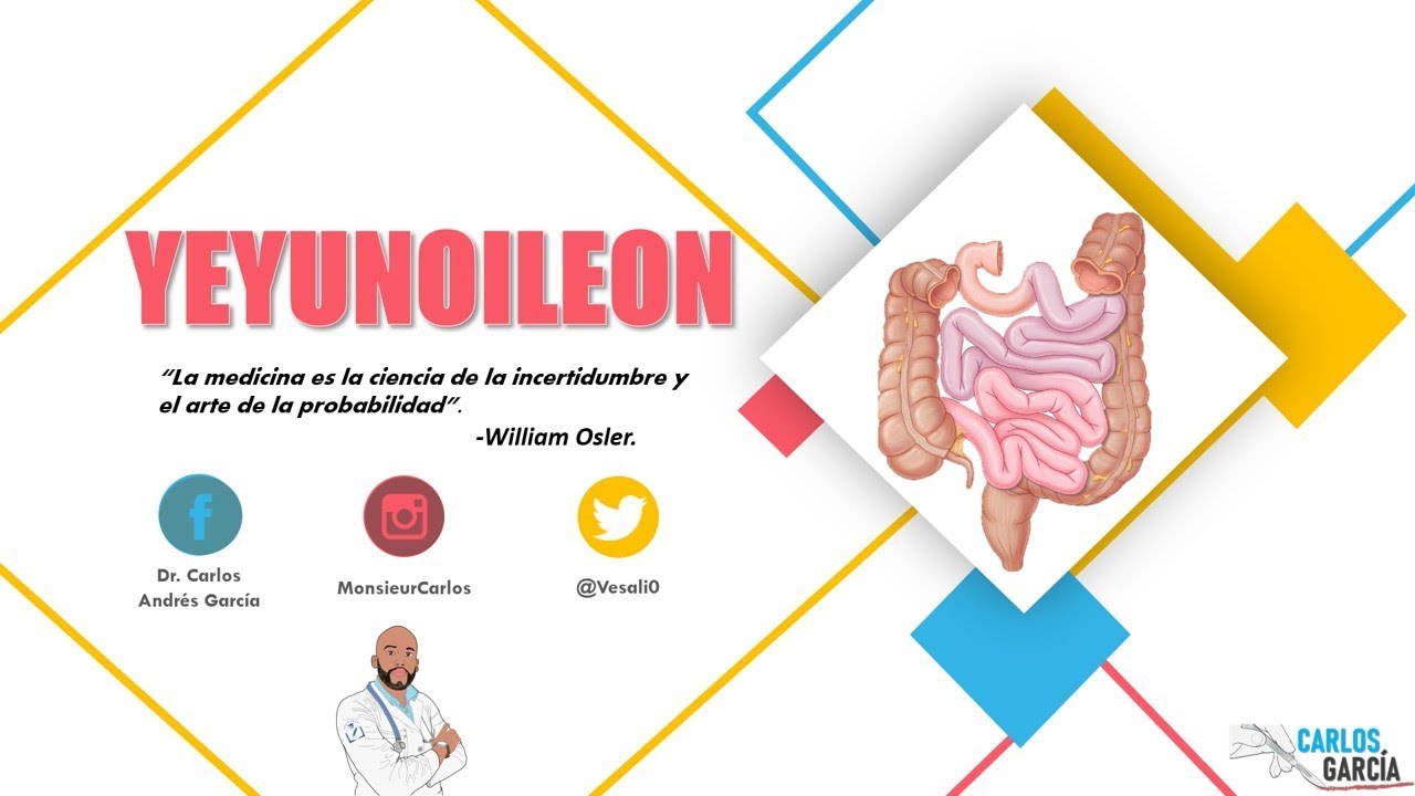 garcía lópez de cárdenas Anatomia - Yeyunoileon (Mesenterio, Configurción Interna y Externa, Vasos y Nervios)