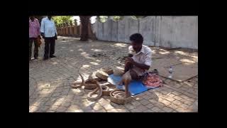snake charmer with 4 cobras in Kochi (India)