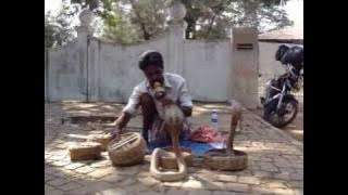 snake charmer with 4 cobras in Kochi (India)