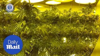 Officers seize $230,000 cash and more than 160 cannabis plants