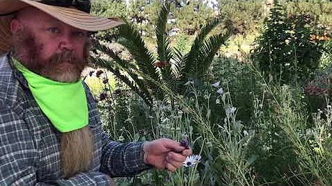Video #1: A Living Garden Ecology with Mike Bone