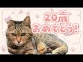 【 7/5 HappyBirthDay! 】ガジ(猫)20歳おめでとう！ガジが誕生日ケーキ食べる会🐾