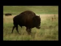Tatanka - buffalo