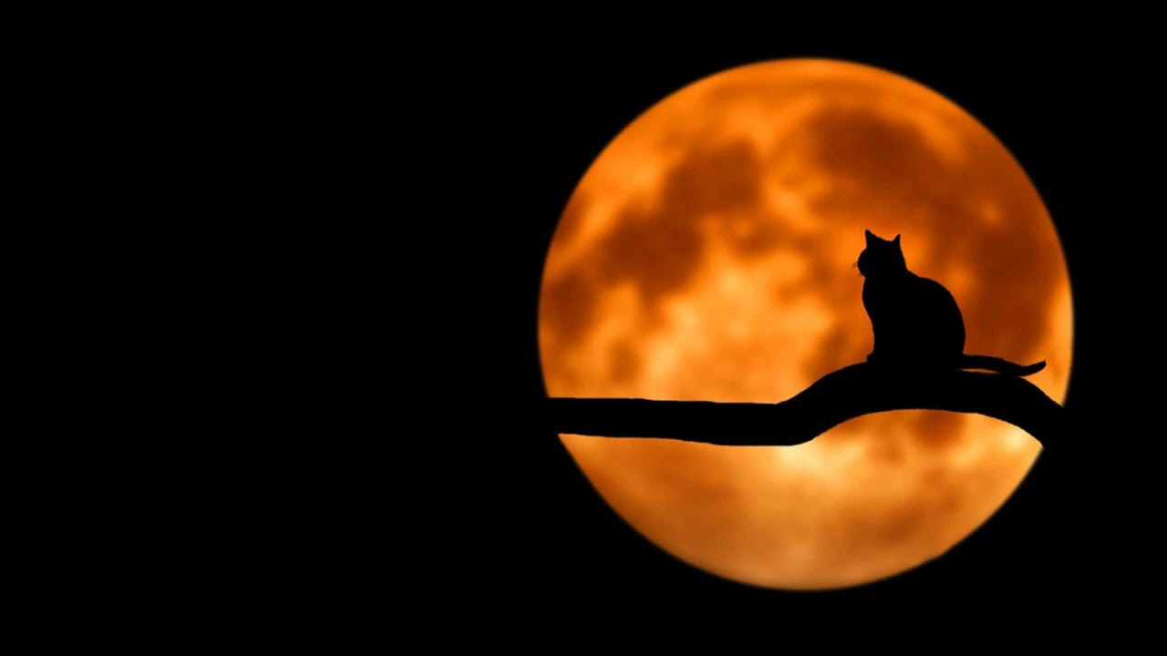 1 hour of Scary halloween ambience [Awesome ambience]