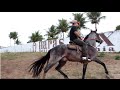 Cavalo Ostentação - Manoel Jr. & Forro Vaqueiro de Luxo