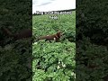 Scouting potato fields with the dog #cropscience #potatofarming #michiganag