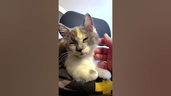 Video 10796421: munchkin kittens love, purr love, kitten ear