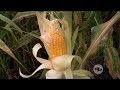 Errores en el ensilado de maíz