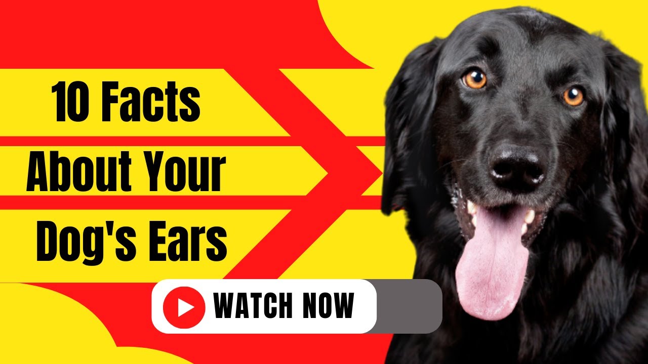 10 Facts About Your Dog's Ears.