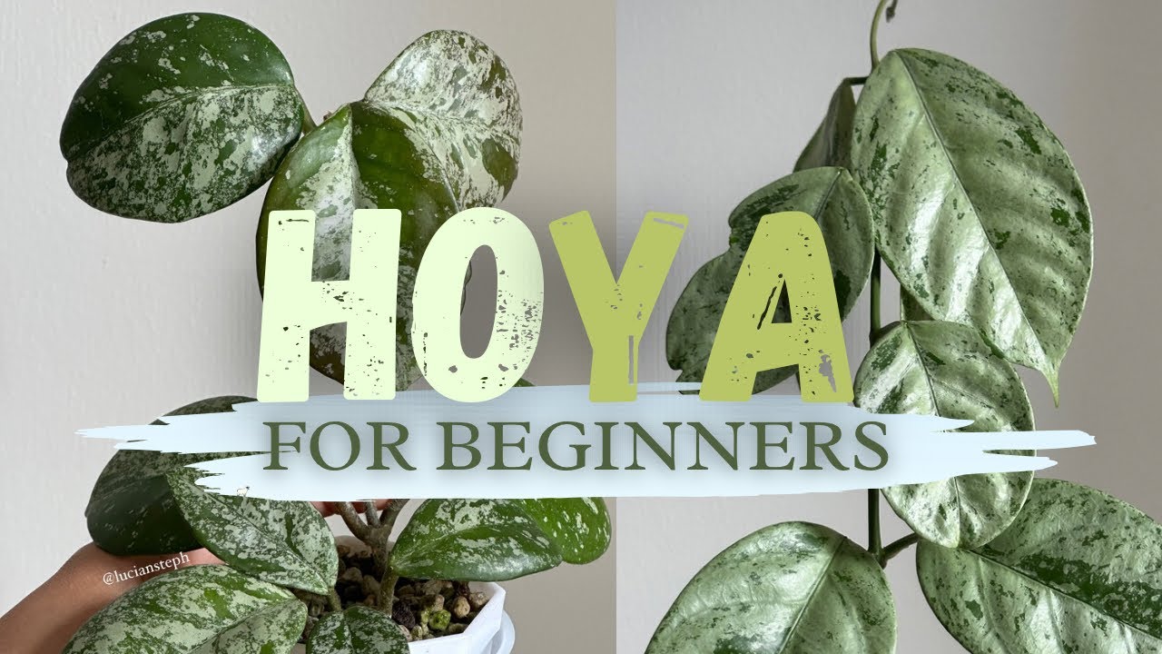 HOYA FOR BEGINNERS| TOP 5 (+1) COMMON &  UNCOMMON HOYA & TOP 5 TIPS