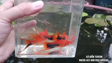 THẢ CÁ KIẾM TUXEDO VÀO NUÔI TRONG CHẬU XI MĂNG| RED TUXEDO XIPHOPHORUS FISH