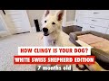 How clingy is your dog white swiss shepherd edition - The Peachy Momo の動画、YouTube動画。