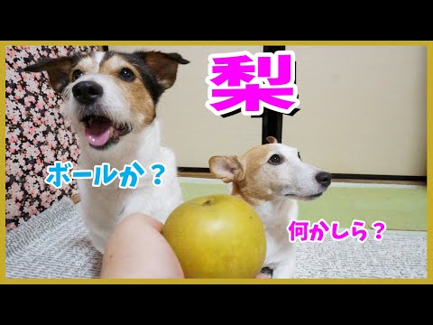久しぶりに梨を食べたジャックラッセルテリア
