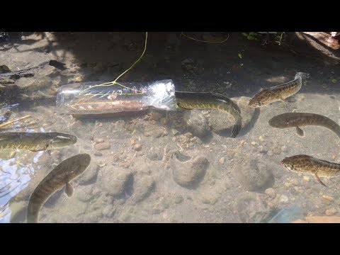 Video: Cara Mengeluarkan Gabus Dari Botol