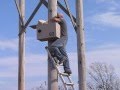 Barn Owl Nest Box Raising Barn Owl Nest Box Raising