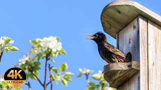 Starling (Sturnus Vulgaris). Singing Birds 4K Ultra Hd