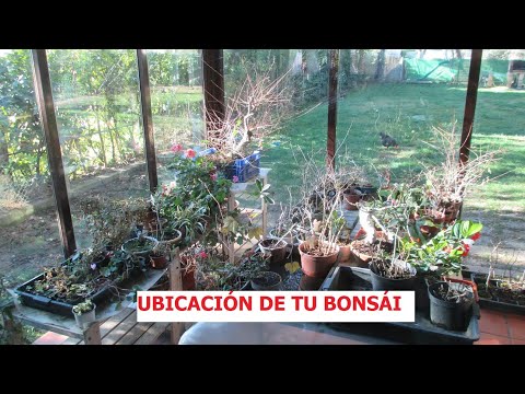 ¿DÓNDE COLOCAR UN BONSÁI? (UBICACIÓN) ֍ CURSO BÁSICO DE BONSÁI 🌲