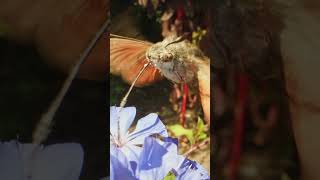 Hummingbird Hawkmoth - with a probe lens!