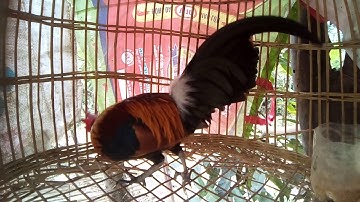 ncis saib qaib qus zoo nkauj 20021