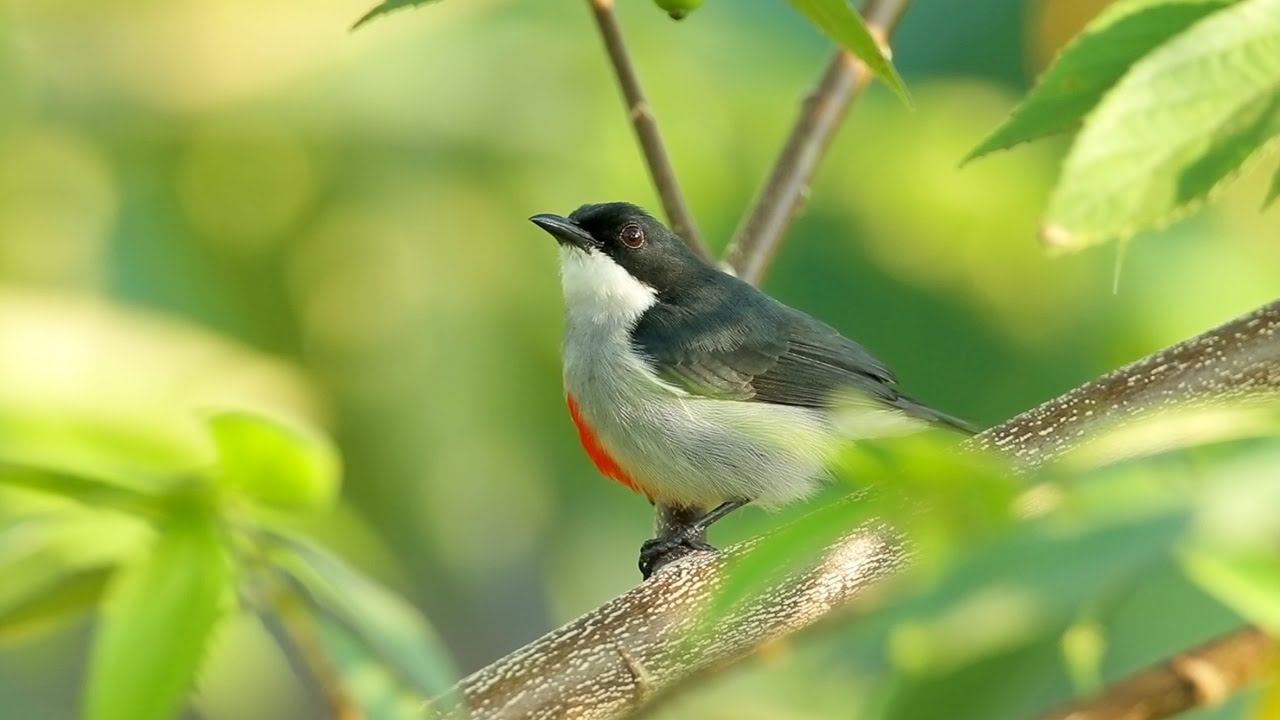 Red-keeled flowerpecker httpsiytimgcomvirJJ25yLbS3Mmaxresdefaultjpg