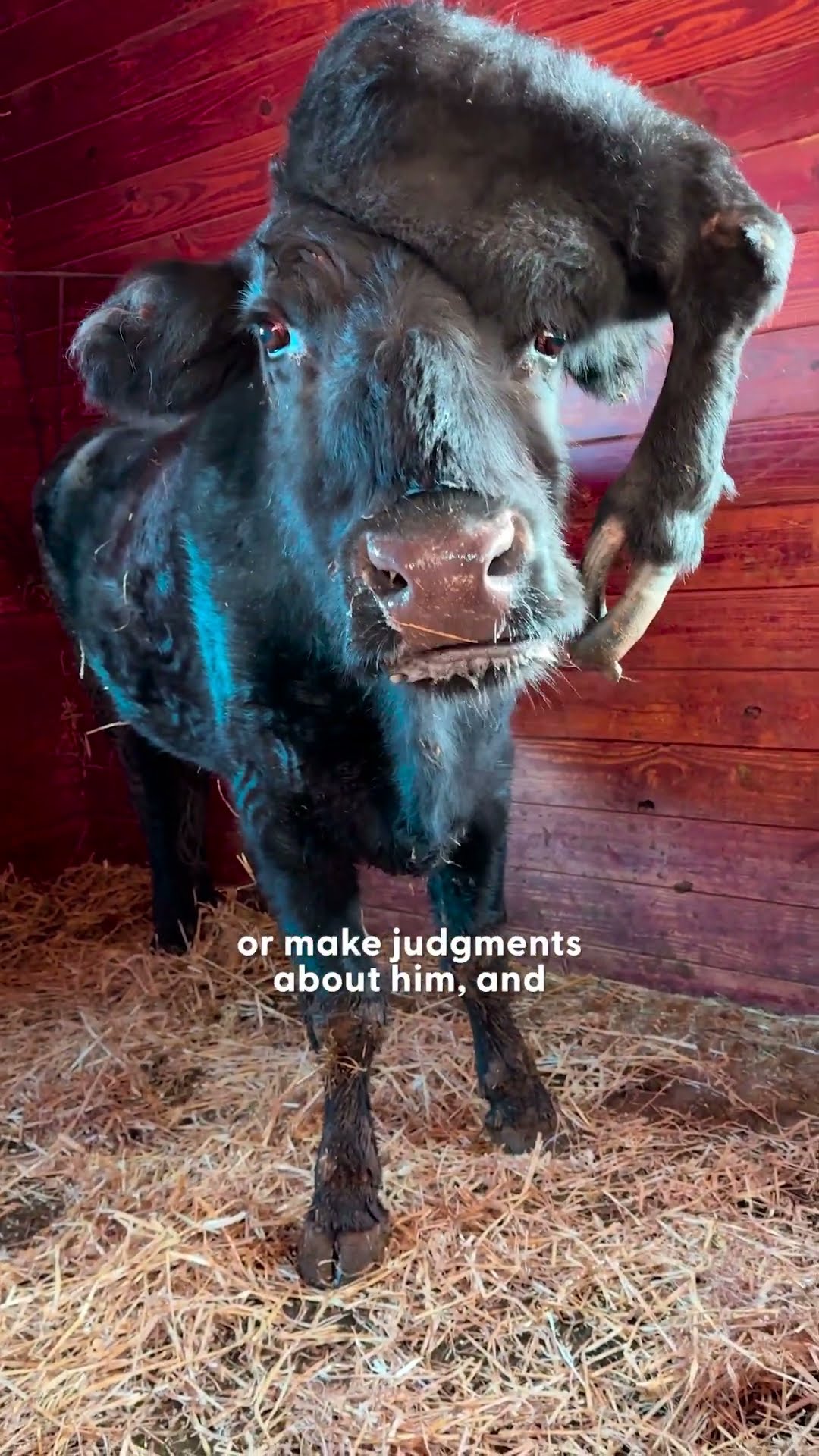 Cow Has A Fifth Leg On His Head That Saved His Life | The Dodo