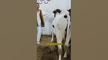 عجول أبطال اسعار المواشي سوق 
